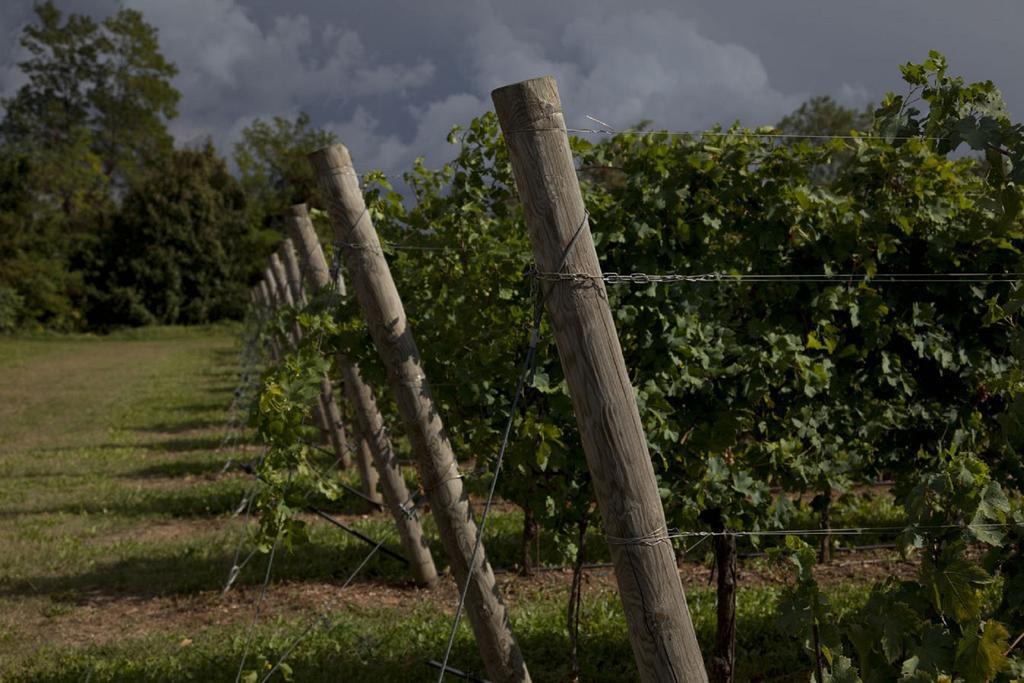 Dimora Buglioni Wine Relais Villa San Pietro in Cariano Exteriör bild