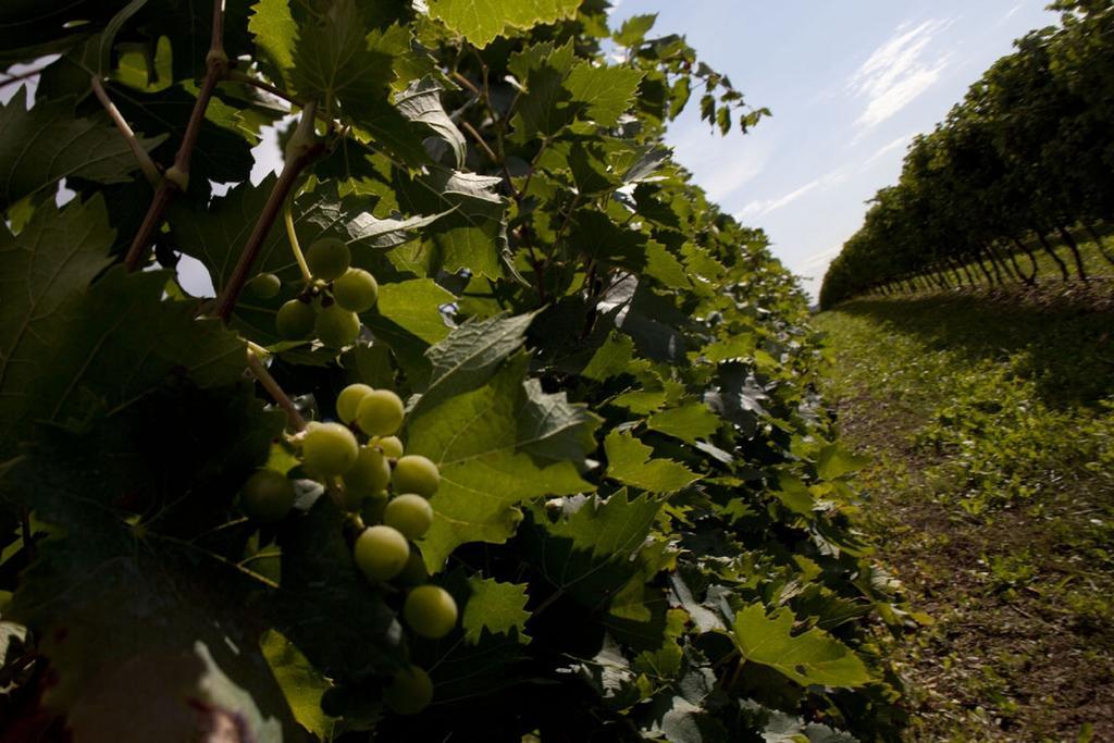 Dimora Buglioni Wine Relais Villa San Pietro in Cariano Exteriör bild